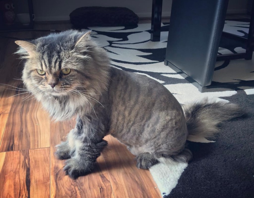 Max, a gray tabby, after his haircut with visibly less fur.