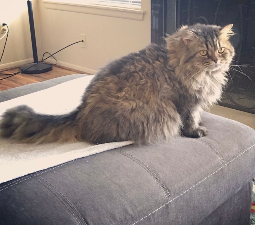 A gray tabby, Max, again before his first haircut.