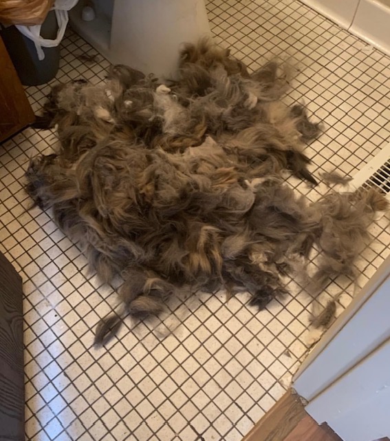 All the hair from Max's (gray tabby) haircut.