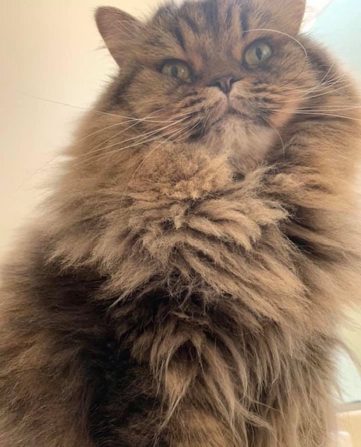 Max, a gray tabby, before his haircut. Very fluffy.