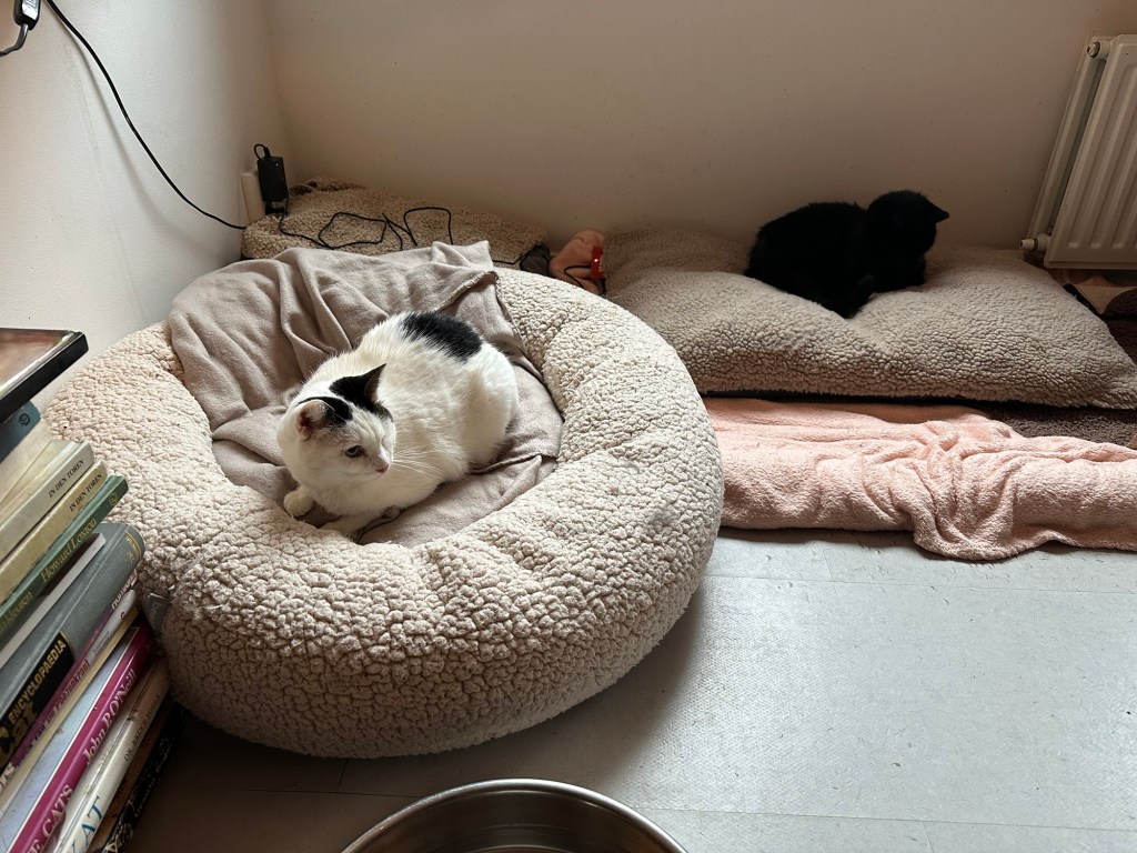 Two cats laying on bedding on the floor of a cat cafe in Amsterdam.