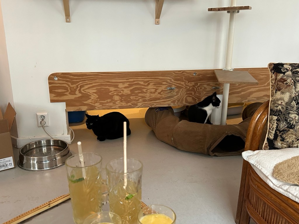 Two cats hiding in the safety of an off-limits to humans within the cat cafe.