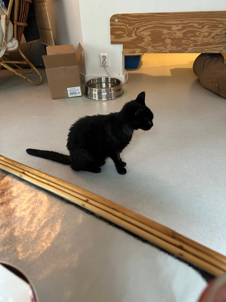 Black kitty at cat cafe that recently had surgery, but doing well. 