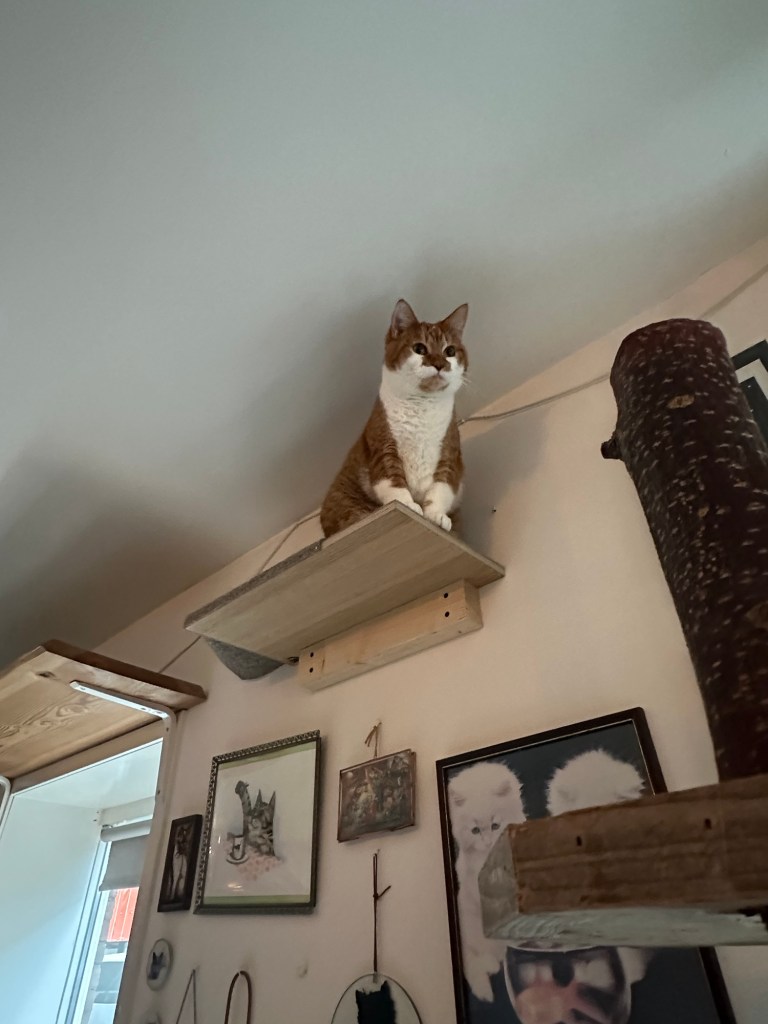 Orange and white cat perched on a shelf within a cat cafe in Amsterdam.