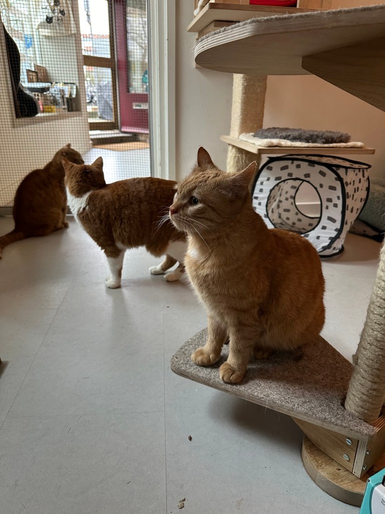 Three orange cats on the floor of a cat cafe in Amsterdam.