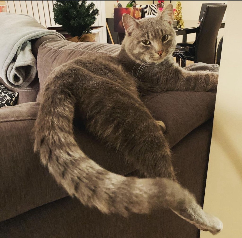 Biscuit, a blue tabby, outstretched on the couch.