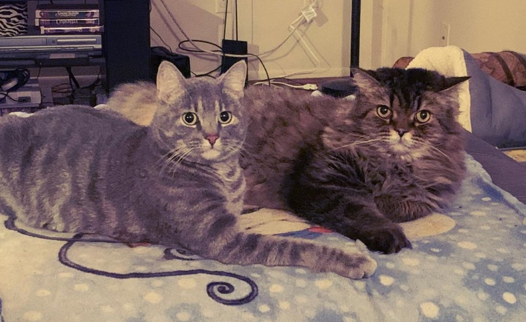 Biscuit (left - a gray tabby) and Max (right- a gray tabby) lounding together.