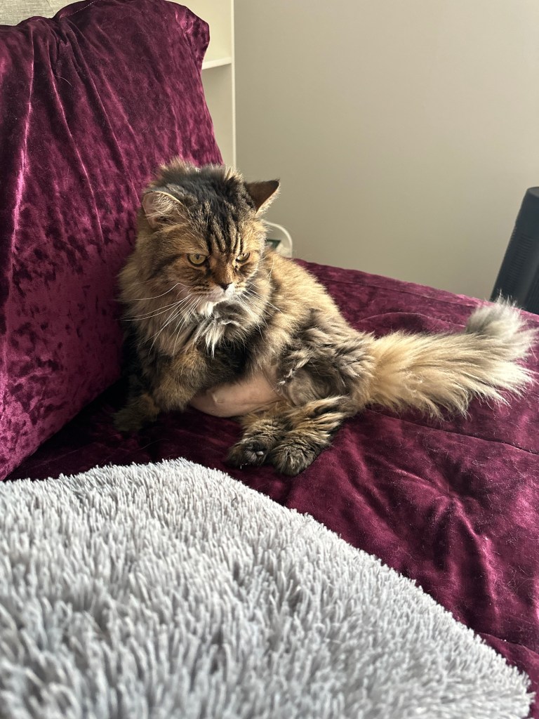 Max, a gray tabby cat, laying on a purple bed. 