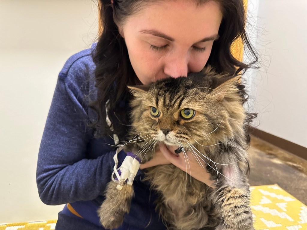 Maria, owner, posing with Max, gray tabby, who recently had a medical issue. 