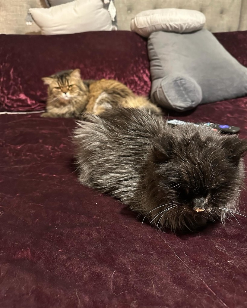 Midnight, a black cat, laying on the bed, with Max, a gray tabby cat, laying behind her in the background. 