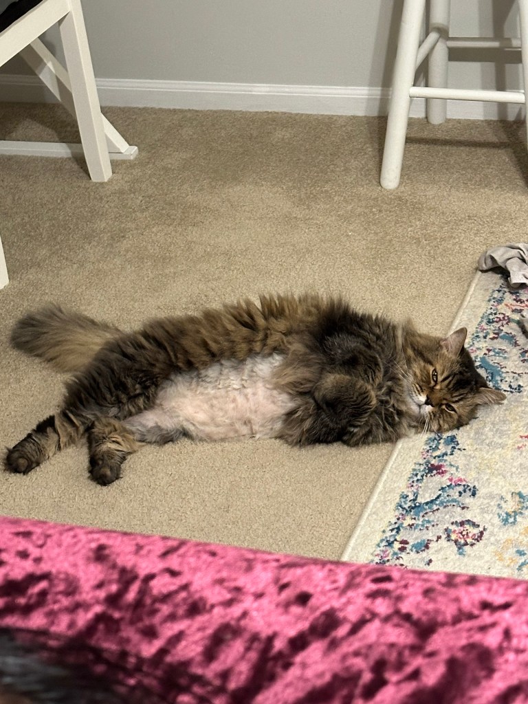 Max, a gray tabby cat, laying on the floor with his belly exposed. 