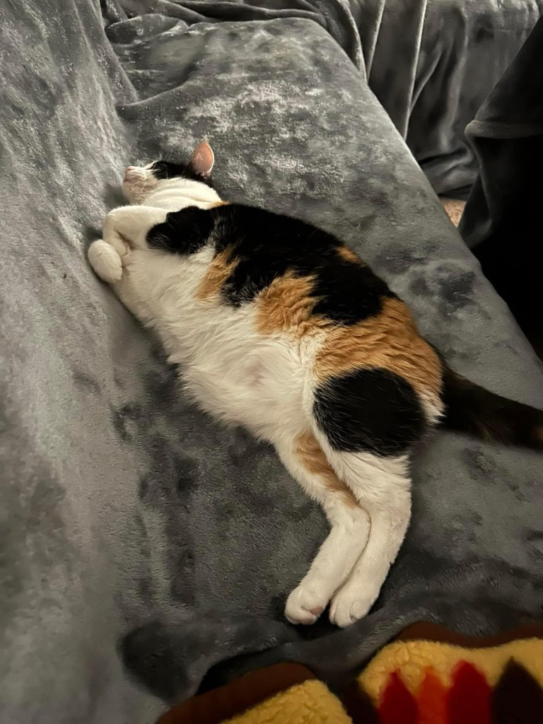 Tot, a short haired calico, sleeping on the couch with her stomach exposed. 