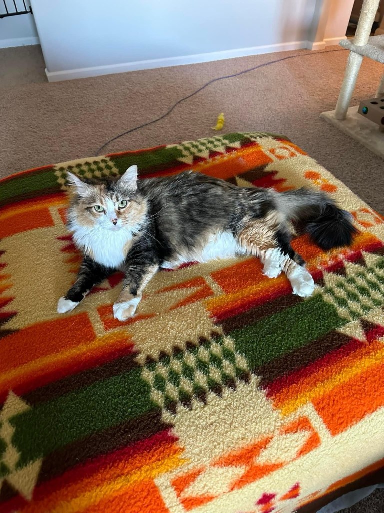 Gabby, a long haired calico, laying on a blanket.