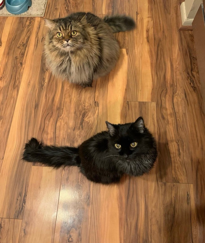 Max, a gray tabby, and Midnight, a black cat, posing on a wood floor and looking at the camera. 