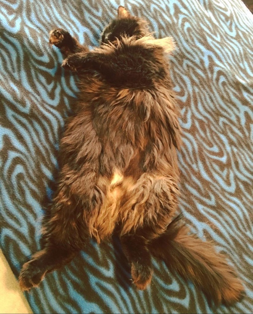 Midnight, a black cat, laying on her back with her belly exposed. 