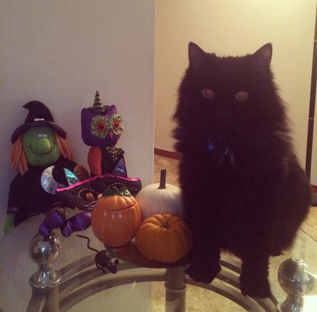 Midnight, a black cat, posing next to Halloween decor including pumpkins. 