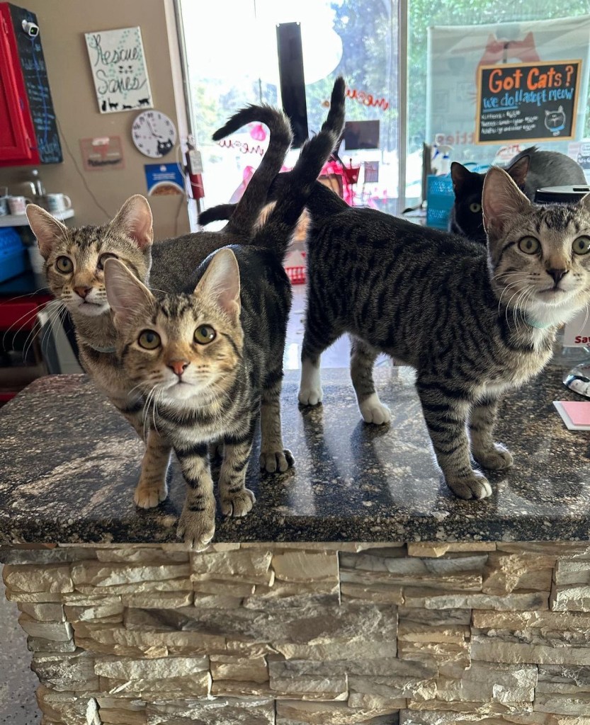 Three gray tabby kittens on the desk of Save the Kitties, a cat rescue. 