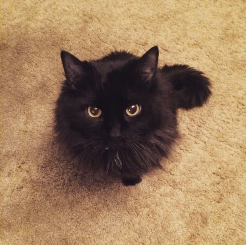 Midnight, a black cat, staring in the camera. 