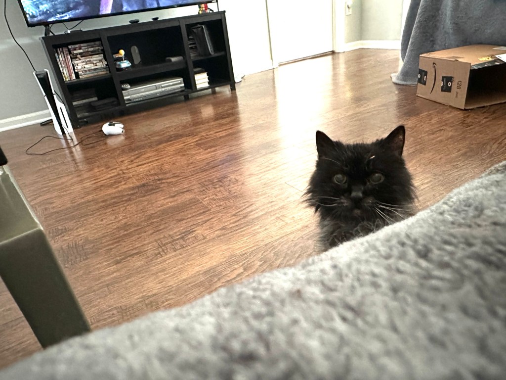 Midnight, a black cat, peaking over a couch from the floor.